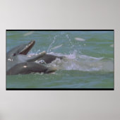 Dolfijn ontbijt poster (Voorkant)