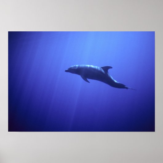 Dolfijn Poster (Voorkant)
