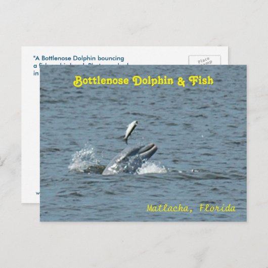 Dolfijn spelen met vis Briefkaart (Voorkant / Achterkant)