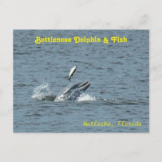 Dolfijn spelen met vis Briefkaart (Voorkant)