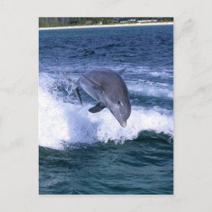 Dolfijn springend, Grand Bahama, Bahama's Briefkaart