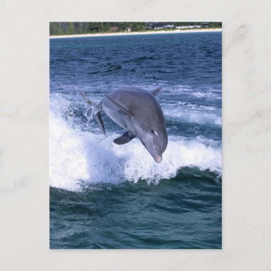 Dolfijn springend, Grand Bahama, Bahama's Briefkaart (Voorkant)