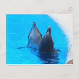 dolfijn vis zee onder water briefkaart