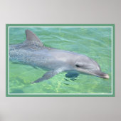 dolfijnafdrukpremie-verlies poster (Voorkant)