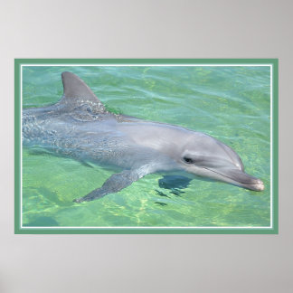 dolfijnafdrukpremie-verlies poster