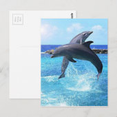Dolfijnen Briefkaart (Voorkant / Achterkant)