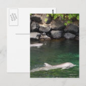 Dolfijnen Briefkaart (Voorkant / Achterkant)