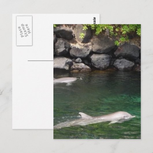 Dolfijnen Briefkaart (Voorkant / Achterkant)