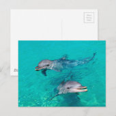 Dolfijnen Briefkaart (Voorkant / Achterkant)