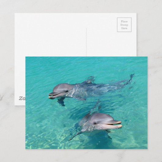 Dolfijnen Briefkaart (Voorkant / Achterkant)