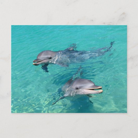 Dolfijnen Briefkaart (Voorkant)
