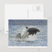 Dolfijnen Briefkaart (Voorkant / Achterkant)