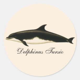 Dolfijnen Delphinus Tursio, Antieke Zee Dieren Ronde Sticker