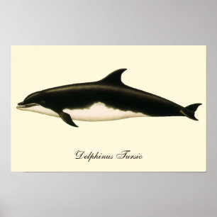 Dolfijnen Delphinus Tursio, Vintage Zee Dieren Poster
