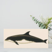  dolfijnen Delphinus Tursio, zeezoogdieren (Staand voorkant)