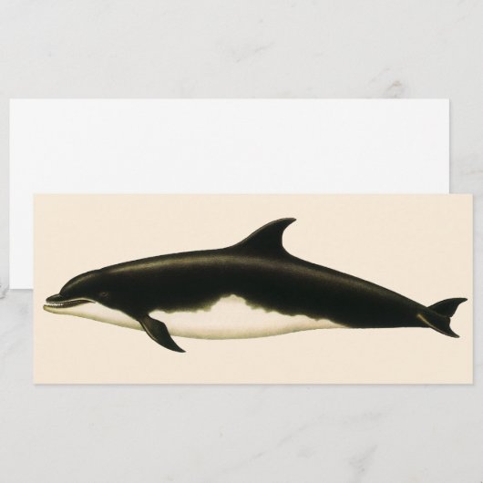  dolfijnen Delphinus Tursio, zeezoogdieren (Voorkant / Achterkant)