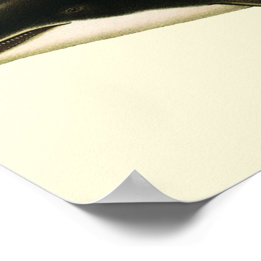 dolfijnen Delphinus Tursio, zeezoogdieren Poster (Hoek)