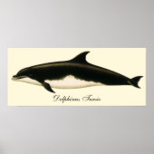 dolfijnen Delphinus Tursio, zeezoogdieren Poster (Voorkant)