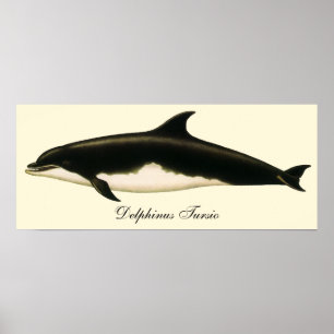 dolfijnen Delphinus Tursio, zeezoogdieren Poster