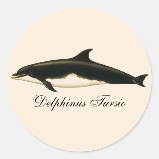dolfijnen Delphinus Tursio, zeezoogdieren Ronde Sticker (Voorkant)