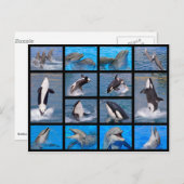 Dolfijnen en killerwalvissen briefkaart (Voorkant / Achterkant)