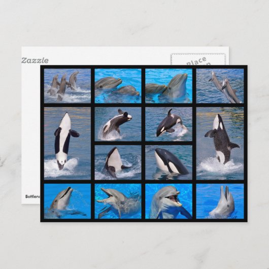 Dolfijnen en killerwalvissen briefkaart (Voorkant / Achterkant)