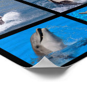 Dolfijnen en killerwalvissen poster (Hoek)