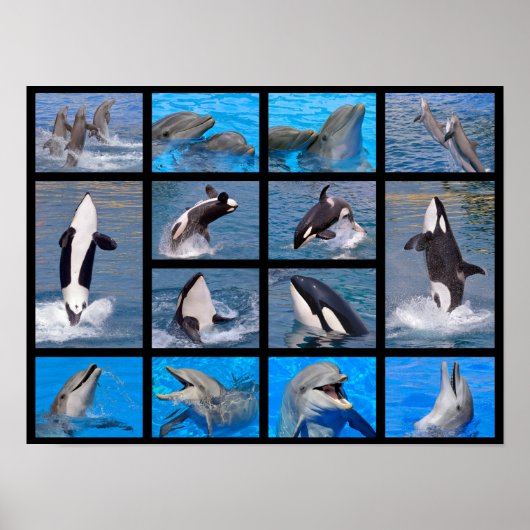 Dolfijnen en killerwalvissen poster (Voorkant)