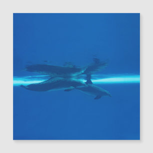 Dolfijnen en reflecties