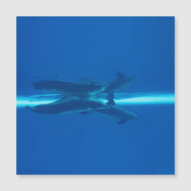 Dolfijnen en reflecties (Voorkant)