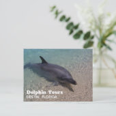 Dolfijnen fotograferen in Florida Briefkaart (Staand voorkant)