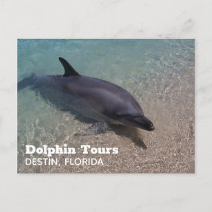 Dolfijnen fotograferen in Florida Briefkaart