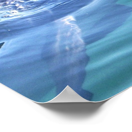 Dolfijnen Fotografie Poster (Hoek)