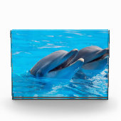 Dolfijnen glimlachen fotoblokken (Voorkant)