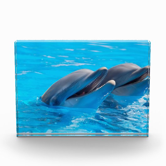 Dolfijnen glimlachen fotoblokken (Voorkant)