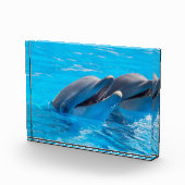 Dolfijnen glimlachen fotoblokken (Rechts)