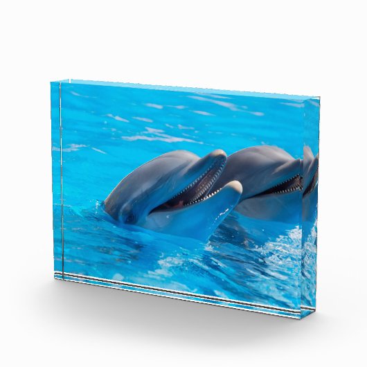 Dolfijnen glimlachen fotoblokken (Rechts)
