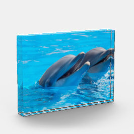 Dolfijnen glimlachen fotoblokken