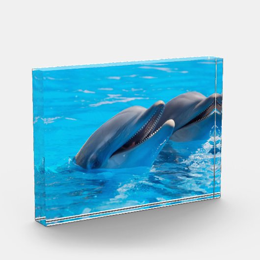 Dolfijnen glimlachen fotoblokken (Links)