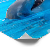 Dolfijnen glimlachen poster (Hoek)