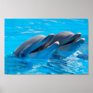 Dolfijnen glimlachen poster