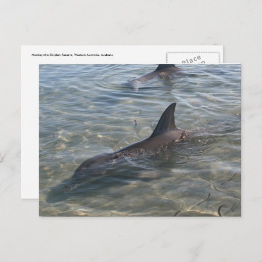 Dolfijnen in Monkey Mia, WA Briefkaart (Voorkant / Achterkant)