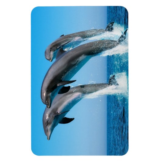 Dolfijnen Magneet (Verticaal)