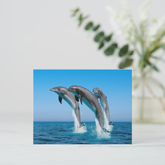 Dolfijnen omhoog briefkaart (Staand voorkant)