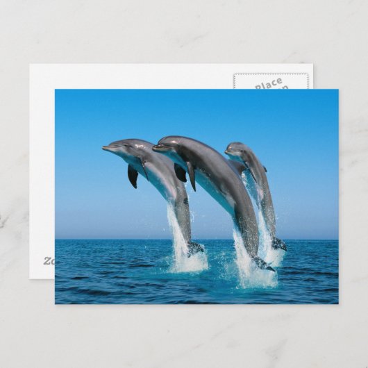 Dolfijnen omhoog briefkaart (Voorkant / Achterkant)