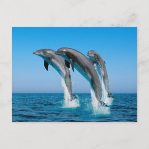 Dolfijnen omhoog briefkaart
