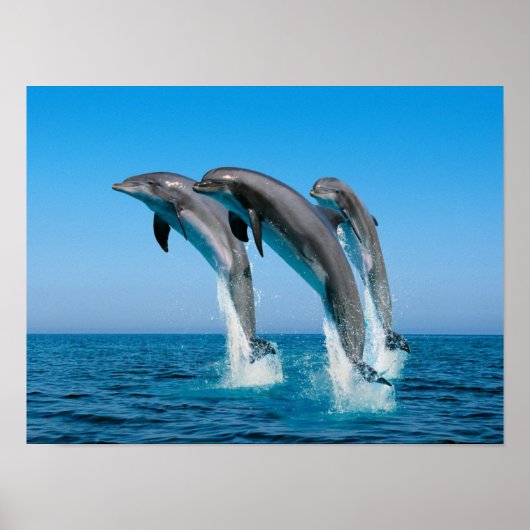 Dolfijnen omhoog poster (Voorkant)