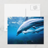 Dolfijnen Onderwater Briefkaart (Voorkant / Achterkant)