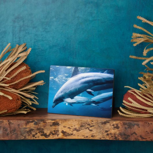 Dolfijnen Onderwater Fotoplaat (Zijkant)