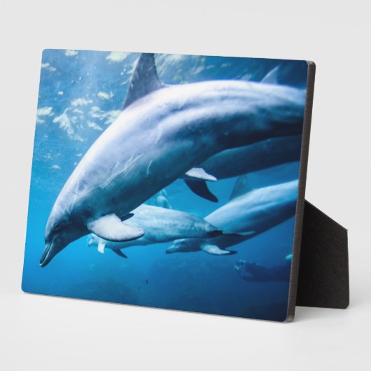 Dolfijnen Onderwater Fotoplaat (Zijkant)